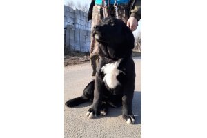 АЛАКСАР СВЕТ ЛАВИНИЯ (НИКА)
