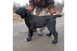 АЛАКСАР СВЕТ ЛАВИНИЯ (НИКА)