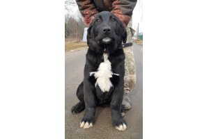 АЛАКСАР СВЕТ ЛАВИНИЯ (НИКА)
