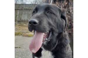 АЛАКСАР СВЕТ ЛАВИНИЯ (НИКА)