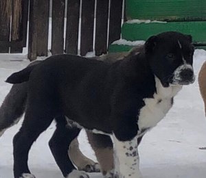 АЛАКСАР СВЕТ ЛИНКЕЙ