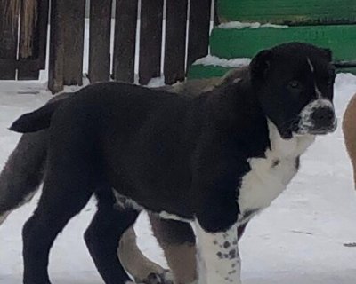 АЛАКСАР СВЕТ ЛИНКЕЙ