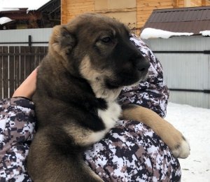 АЛАКСАР СВЕТ ЛОКИ