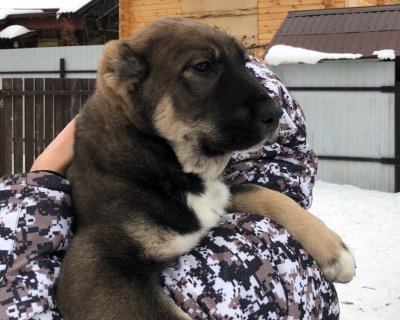 АЛАКСАР СВЕТ ЛОКИ
