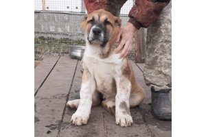 АЛАКСАР СВЕТ ОВАЦИЯ