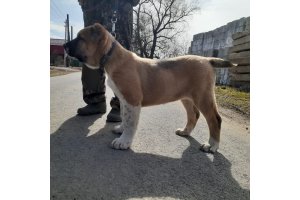 АЛАКСАР СВЕТ ОВАЦИЯ