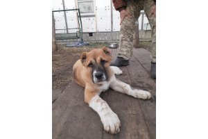 АЛАКСАР СВЕТ ОВАЦИЯ