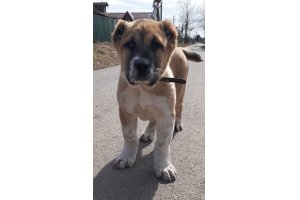 АЛАКСАР СВЕТ ОВАЦИЯ