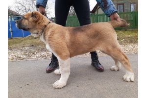 АЛАКСАР СВЕТ ОВАЦИЯ