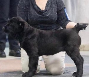 АЛАКСАР СВЕТ САБИНА