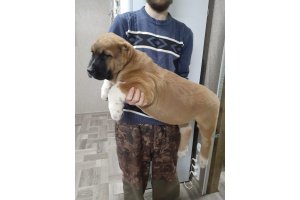 АЛАКСАР СВЕТ СИЛАЧ (Свободен)