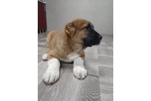 АЛАКСАР СВЕТ СИЛАЧ (Свободен)