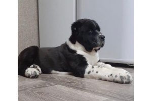 АЛАКСАР СВЕТ СКИТ