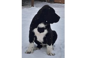 АЛАКСАР СВЕТ СОКРАТ