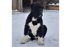 АЛАКСАР СВЕТ СОКРАТ