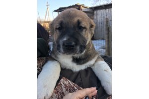 АЛАКСАР СВЕТ ОРЛАНДА