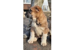 АЛАКСАР СВЕТ ОРЛАНДА