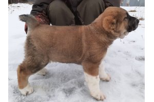 АЛАКСАР СВЕТ ОРЛАНДА