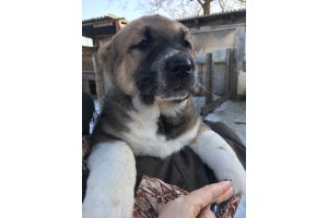 АЛАКСАР СВЕТ ОРЛАНДА