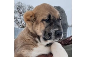 АЛАКСАР СВЕТ ОРЛАНДА