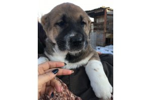АЛАКСАР СВЕТ ОРЛАНДА