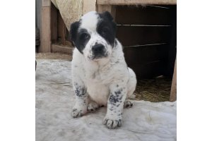 АЛАКСАР СВЕТ ОРХИДЕЯ
