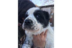 АЛАКСАР СВЕТ ОРХИДЕЯ