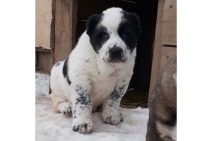 АЛАКСАР СВЕТ ОРХИДЕЯ