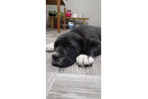 АЛАКСАР СВЕТ СУЛТАН