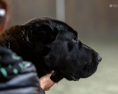АЛАКСАР СВЕТ ТАЙСОН