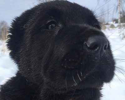 АЛАКСАР СВЕТ ТАЛИСМАН