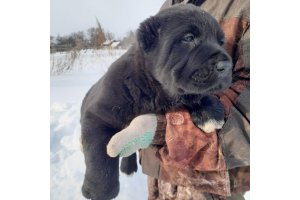 АЛАКСАР СВЕТ ТАЛИСМАН (БЛЕК)