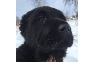 АЛАКСАР СВЕТ ТАЛИСМАН (БЛЕК)