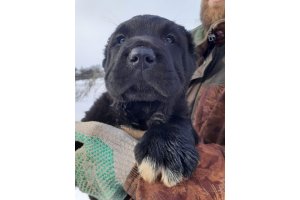 АЛАКСАР СВЕТ ТАЛИСМАН (БЛЕК)