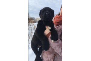 АЛАКСАР СВЕТ ТАЛИСМАН (БЛЕК)
