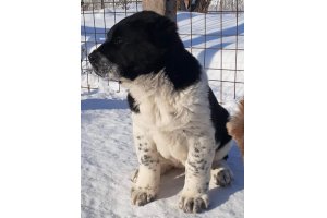 АЛАКСАР СВЕТ ТЕФФИ