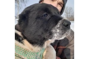 АЛАКСАР СВЕТ ТЕФФИ