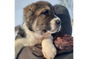 АЛАКСАР СВЕТ ТИМАТИ