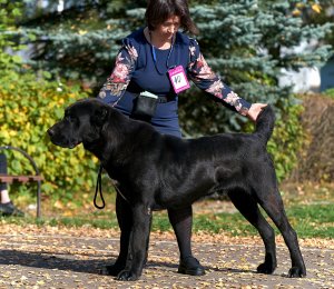 АЛАКСАР СВЕТ ВАХИТ (БЛЕК)