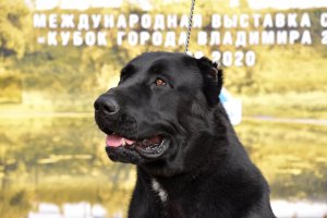 АЛАКСАР СВЕТ ВАХИТ (БЛЕК)