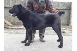 АЛАКСАР СВЕТ ВАХИТ (БЛЕК)