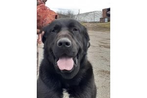 АЛАКСАР СВЕТ ВАХИТ (БЛЕК)