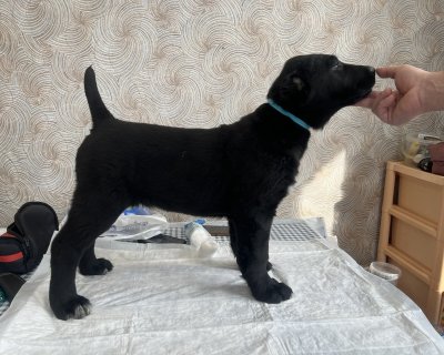 АЛАКСАР СВЕТ ВИНЧ
