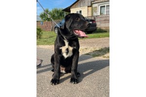 АЛАКСАР СВЕТ ЯКИР