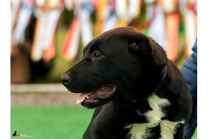 АЛАКСАР СВЕТ ЯКИР