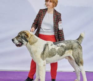 АЛАКСАР СВЕТ ЖЕДАР (ДАРИК)