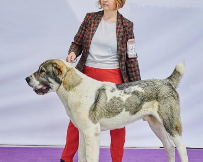АЛАКСАР СВЕТ ЖЕДАР