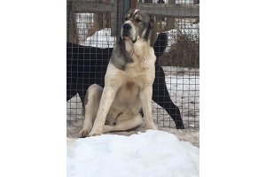 АЛАКСАР СВЕТ ЖЕДАР (ДАРИК)