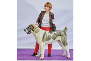 АЛАКСАР СВЕТ ЖЕДАР (ДАРИК)