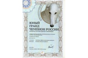 АЛАКСАР СВЕТ ЖЕДАР (ДАРИК)